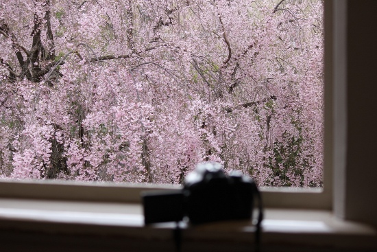 3650-13.4.7マイカメラ暈　桜くっきり.jpg